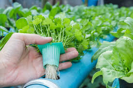 Vine Crops 1 Acre