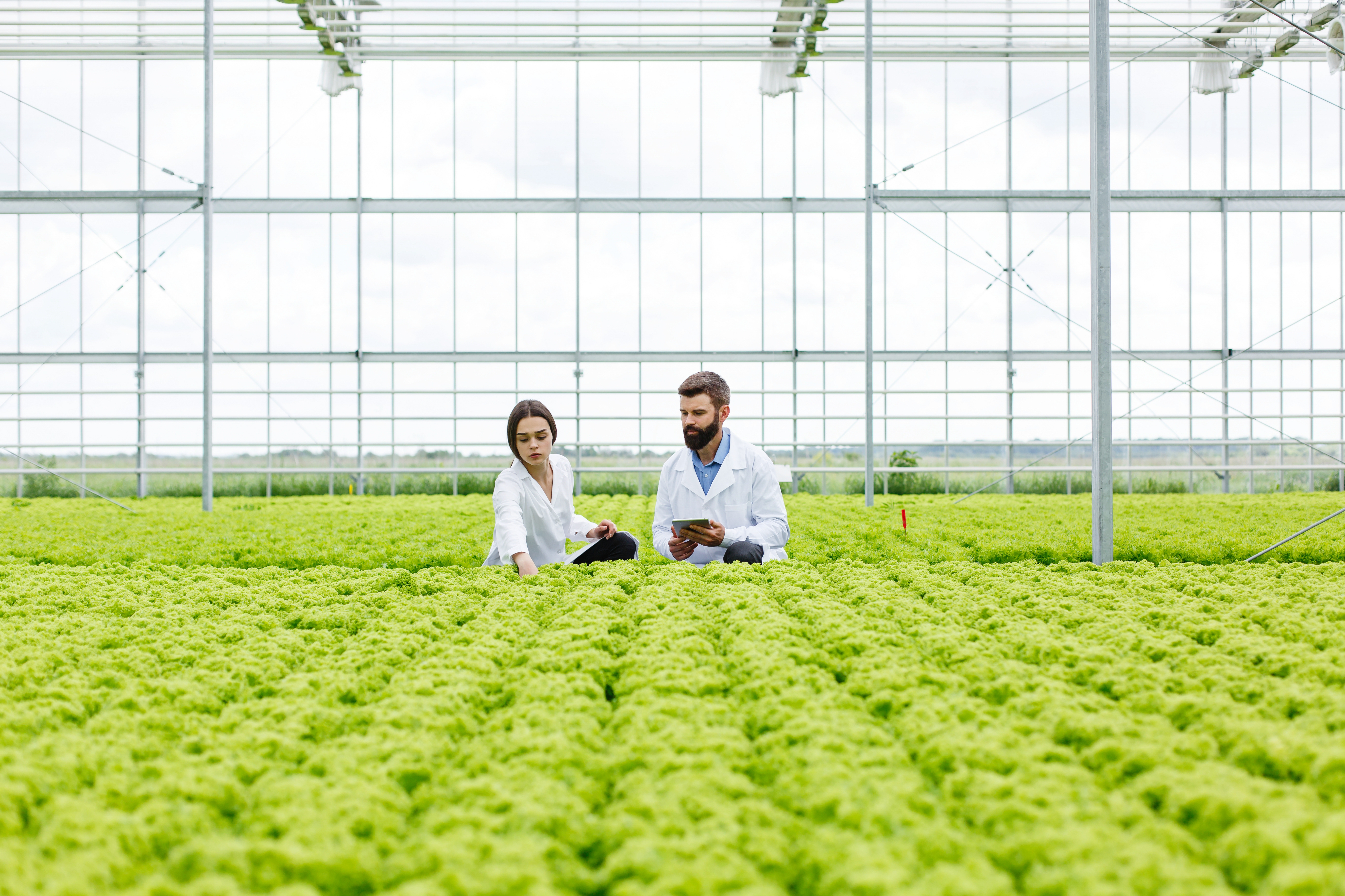 Profits in Hydroponics